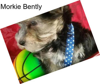 Morkie Bently