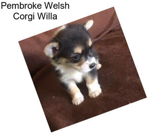 Pembroke Welsh Corgi Willa