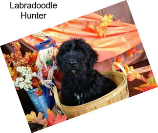 Labradoodle Hunter