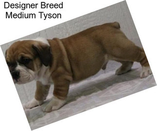 Designer Breed Medium Tyson