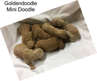 Goldendoodle Mini Doodle