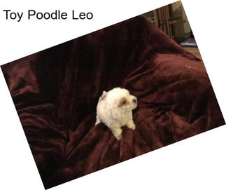 Toy Poodle Leo