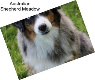 Australian Shepherd Meadow