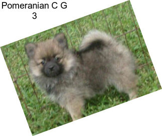 Pomeranian C G 3