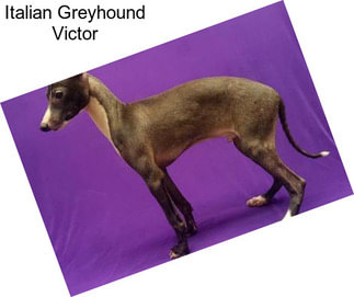Italian Greyhound Victor