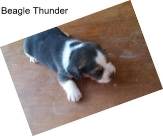 Beagle Thunder