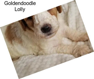 Goldendoodle Lolly