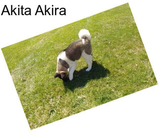 Akita Akira