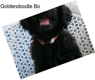 Goldendoodle Bo