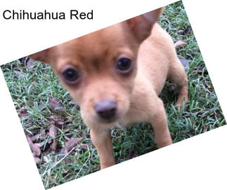 Chihuahua Red