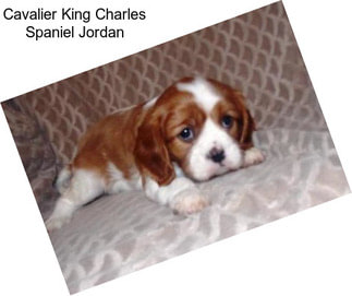 Cavalier King Charles Spaniel Jordan