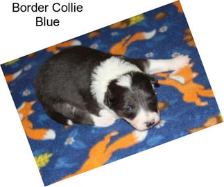Border Collie Blue