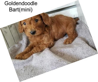 Goldendoodle Bart(mini)