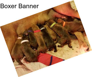 Boxer Banner