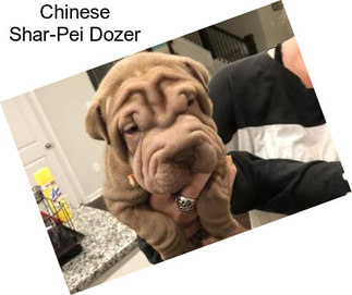 Chinese Shar-Pei Dozer