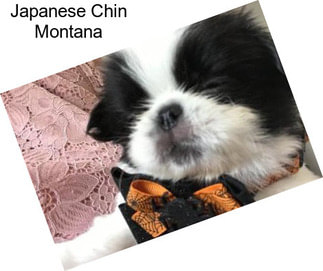 Japanese Chin Montana