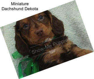 Miniature Dachshund Dekota