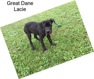 Great Dane Lacie