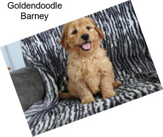 Goldendoodle Barney