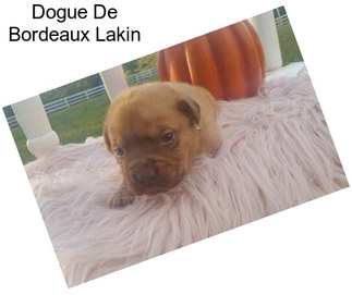 Dogue De Bordeaux Lakin