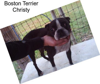 Boston Terrier Christy