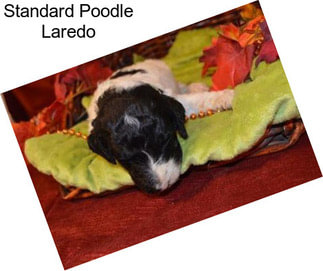 Standard Poodle Laredo