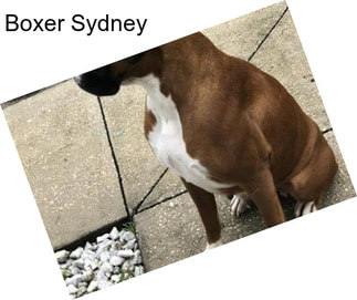 Boxer Sydney
