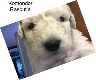 Komondor Rasputia