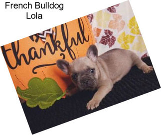 French Bulldog Lola