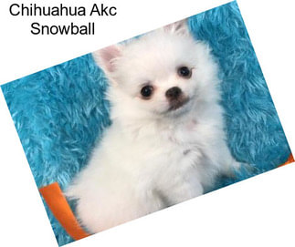 Chihuahua Akc Snowball