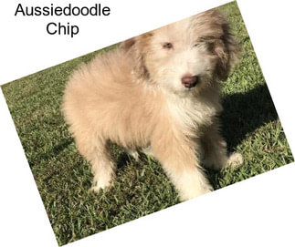 Aussiedoodle Chip