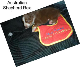 Australian Shepherd Rex
