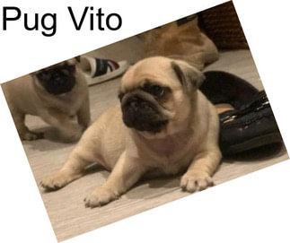 Pug Vito