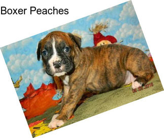 Boxer Peaches