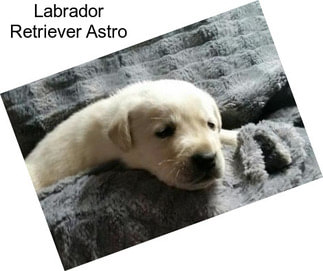 Labrador Retriever Astro