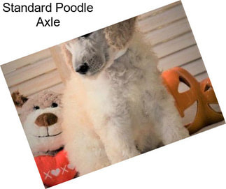 Standard Poodle Axle