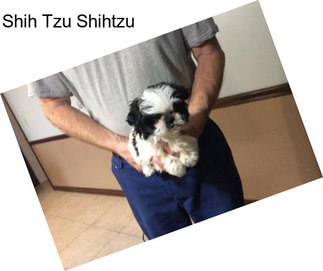 Shih Tzu Shihtzu