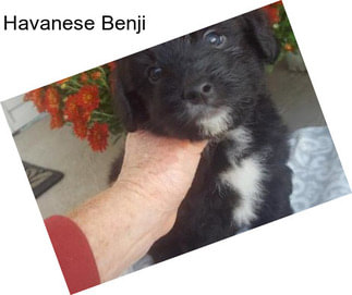 Havanese Benji