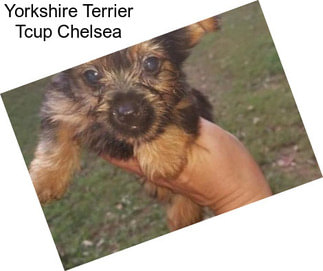 Yorkshire Terrier Tcup Chelsea