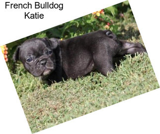 French Bulldog Katie