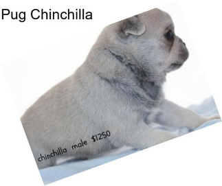 Pug Chinchilla
