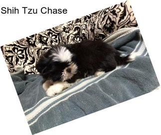 Shih Tzu Chase