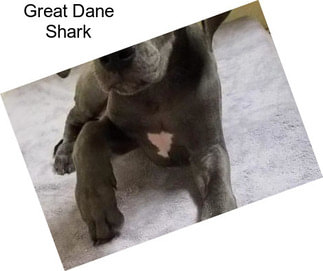 Great Dane Shark