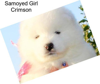 Samoyed Girl Crimson