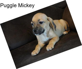 Puggle Mickey
