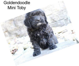 Goldendoodle Mini Toby