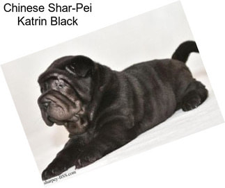 Chinese Shar-Pei Katrin Black