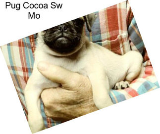 Pug Cocoa Sw Mo