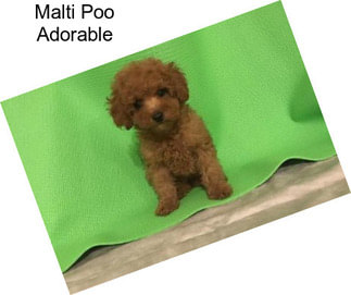 Malti Poo Adorable