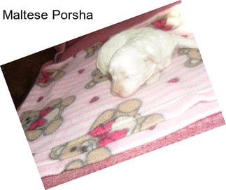 Maltese Porsha